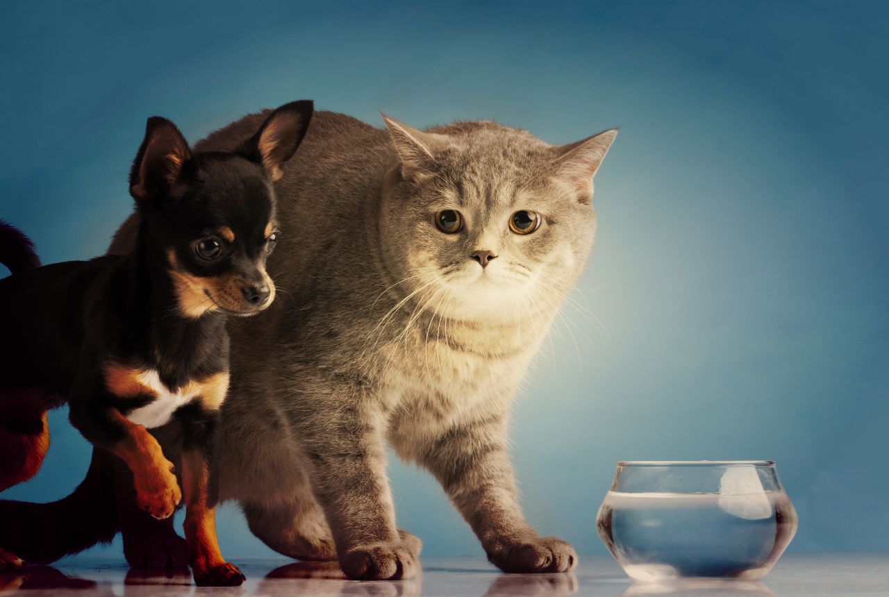 Transforming the Pet Care and Veterinary Services Industry: Top Technology Trends for 2024